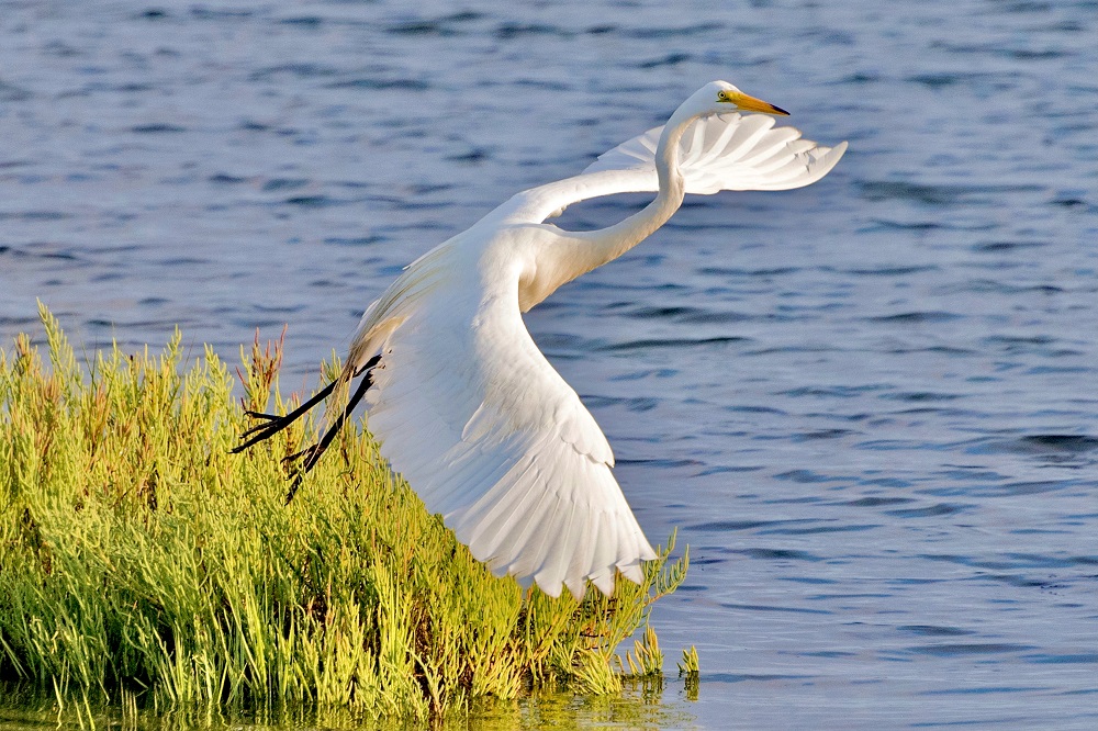 Sun Photo A00063 Great Egret Launching